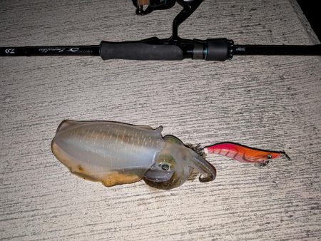 朝マズメの短時間勝負